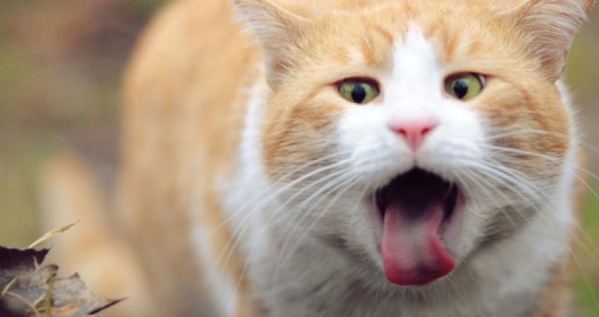 Animals___Cats_Red_Cat_and_tongue_044659_29