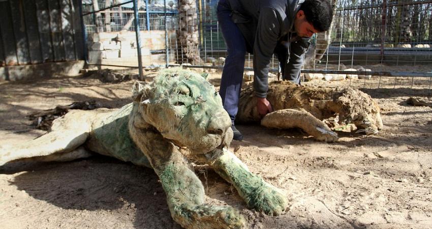 نفوق 4 أشبال في حديقة حيوان برفح بسبب البرد