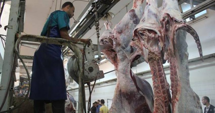 دائرة البيطرة ببلدية غزة تكثف جهود مراقبة محلات الجزارة