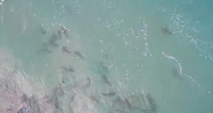 أسماك القرش في بحر مدينة الخضيرة المحتلة