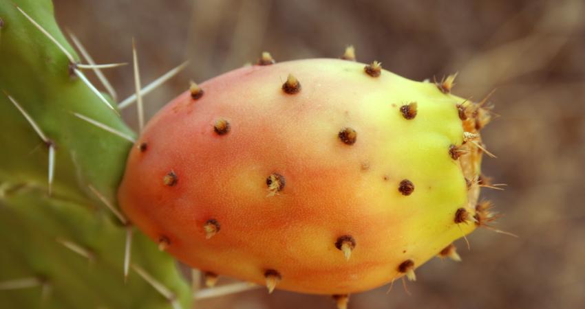 Opuntia_ficus-indica_fruit9