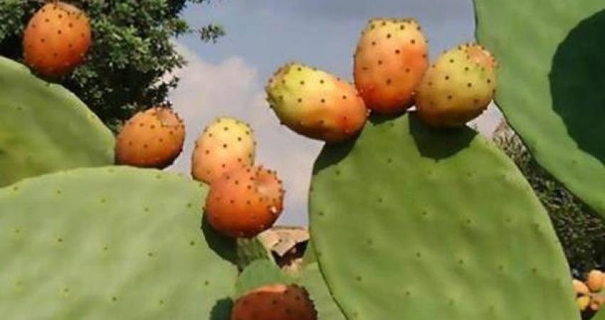 الصبار يخفض مستويات السكر في الدم