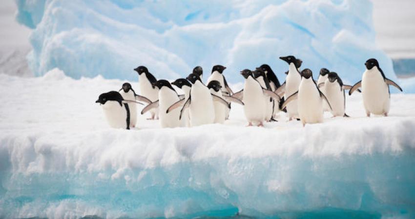Penguins