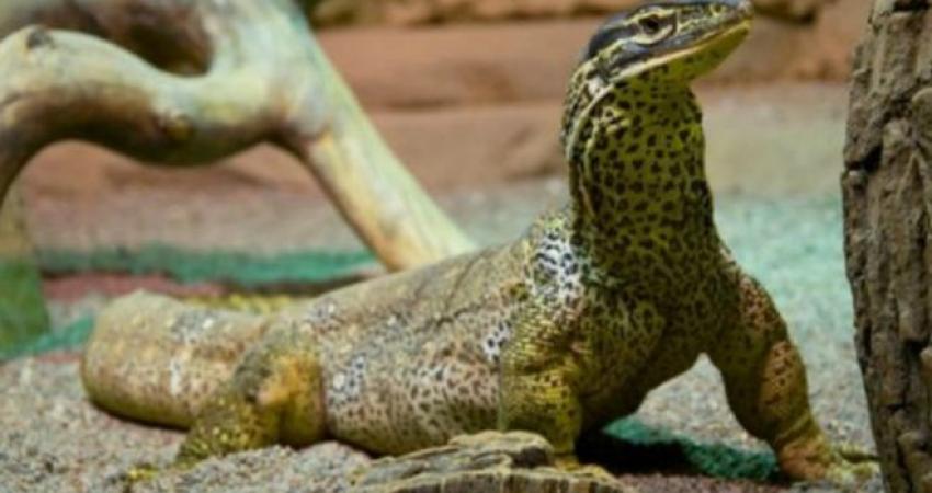 160106172904_monitor_lizards_640x360_thinkstock_nocredit