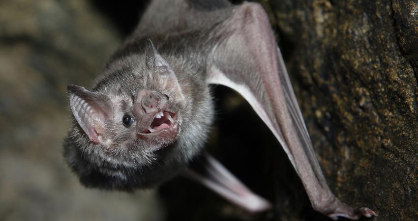 vampire-bat-hanging