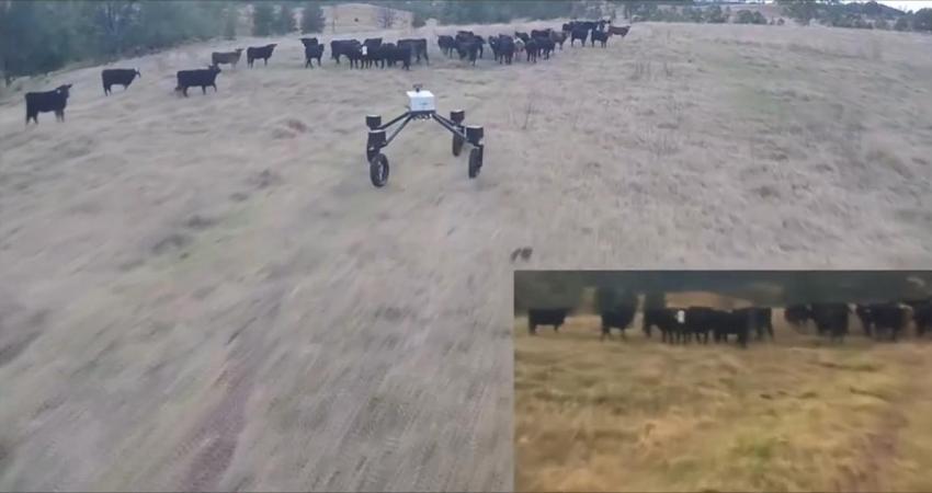 روبوت لقيادة قطعان الماشية بأستراليا