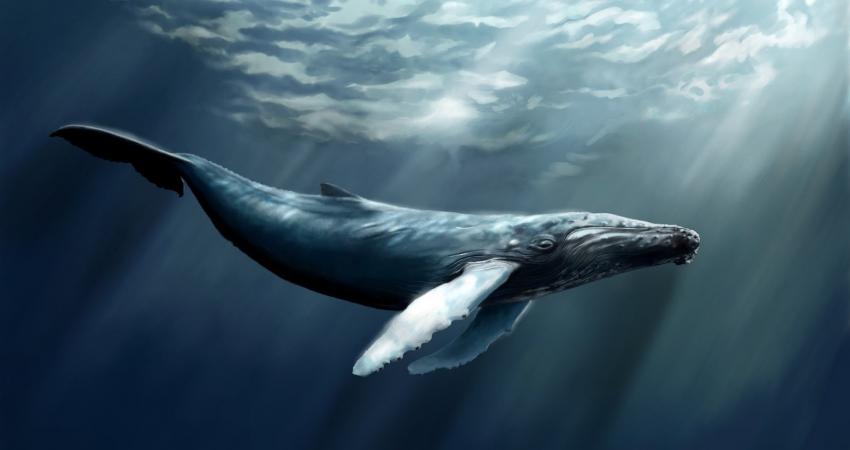 7022411-water-whale-art
