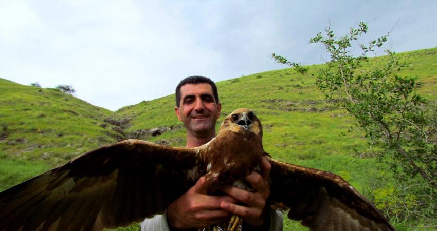 الحدأة السوداء