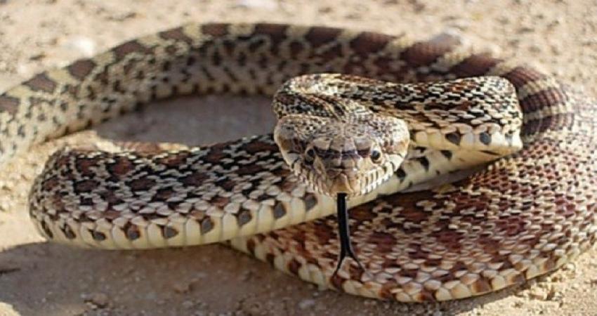 ثعبان مقطوع الرأس يستخدم سمه في قتل نفسه