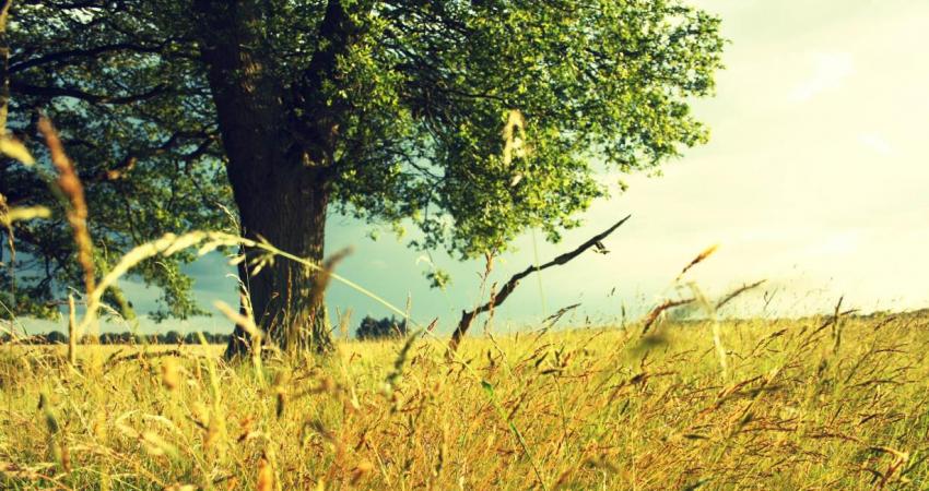 Nature_Seasons_Summer_Wheat_field_in_the_summer_036620_