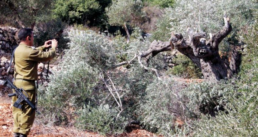 الاحتلال يقتلع أشجار زيتون ويسرقها بطولكرم