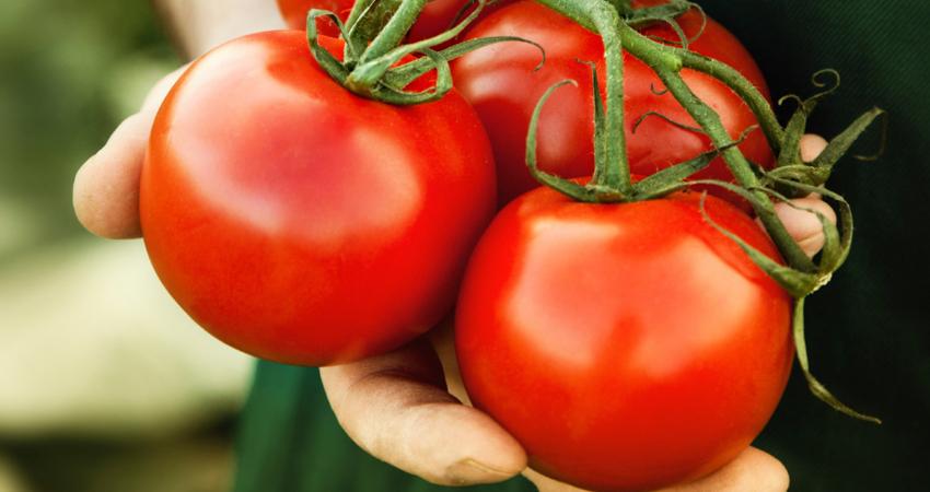 hero_tomatoes_held