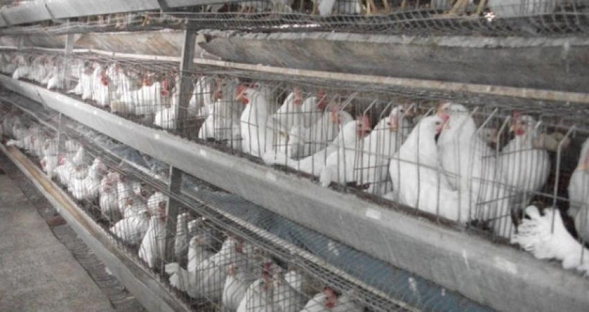 زراعة نابلس تعدم قطيعًا من الدجاج البياض