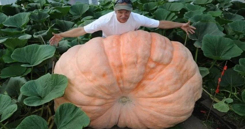 مهرجان المحاصيل في موسكو يكشف عن يقطينة عملاقة