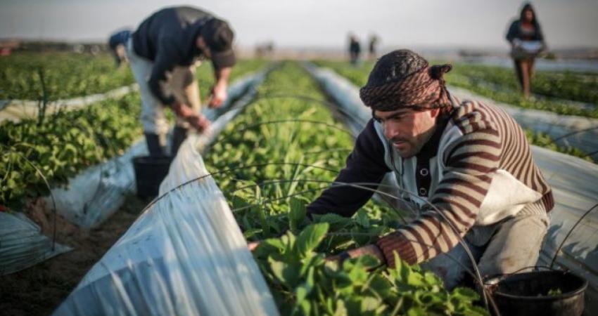 إطلاق 217 مشروعًا زراعيًا تنمويًا في غزة