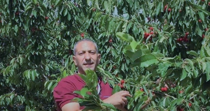 عرابيد
