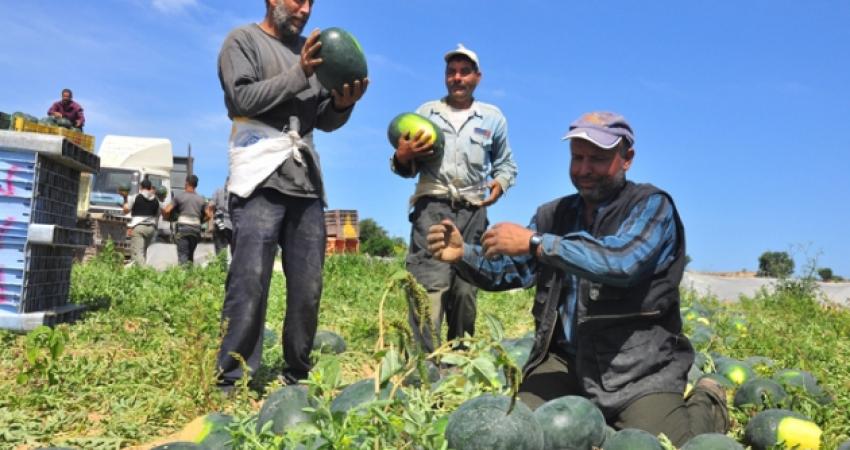 زراعة البطيخ