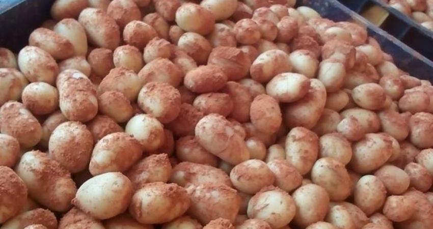 ضبط تاجر يخلط البطاطا بالتراب الأحمر