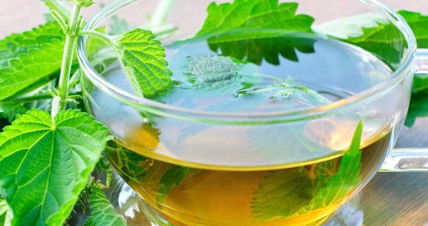 3182-nettle-tea