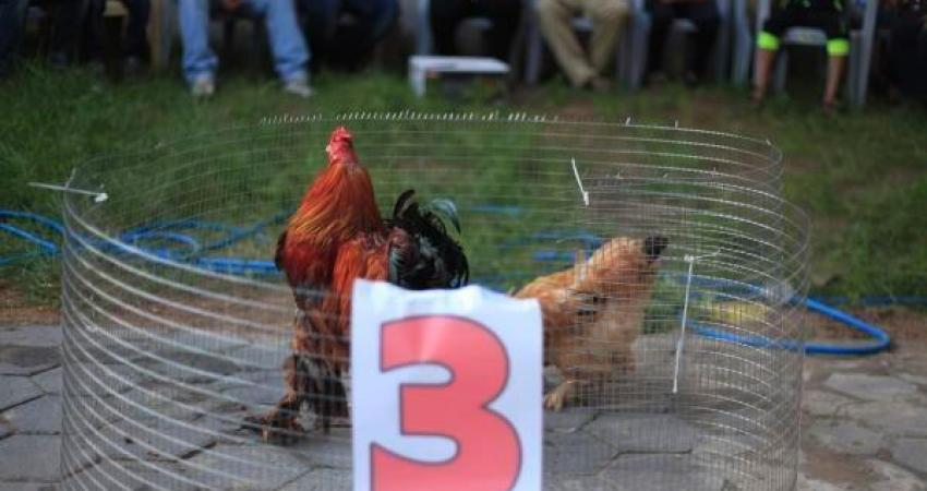 مسابقة-اجمل-ديك-وفرخة-البراهما-20 (1)