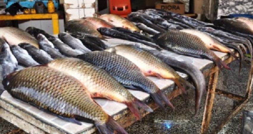 ضبط 40 كغم سمك غير صالح للاستهلاك برام الله
