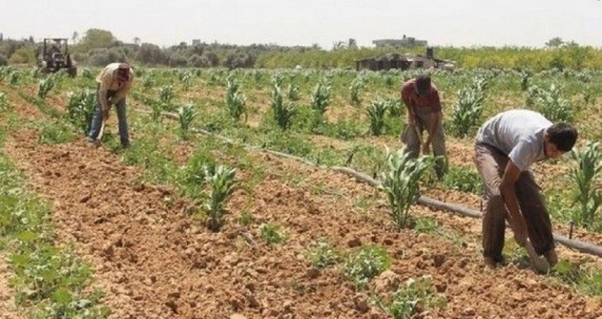 الأغوار: 4500 دونم تنتظر الاستصلاح بعد استعادتها من الاحتلال