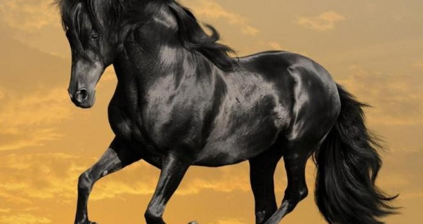 Arabian-Horses-1920x1080