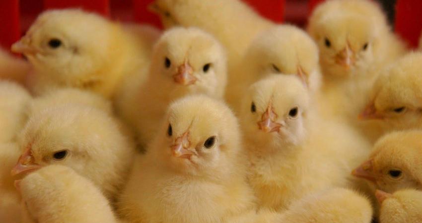 ضبط 7000 صوص من إنتاج المستوطنات في سلفيت