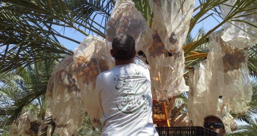 قطف التمور بأريحا