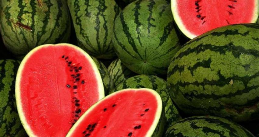 البطيخ في غزة