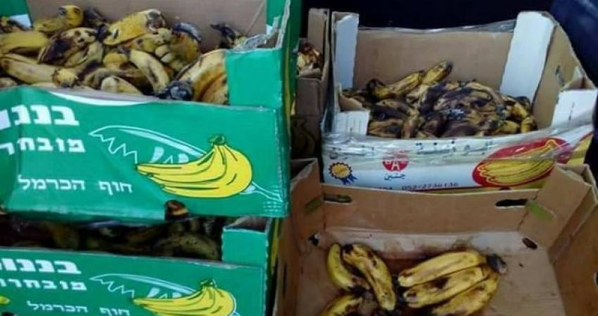 ضبط 200 كغم من الموز الفاسد في جنين