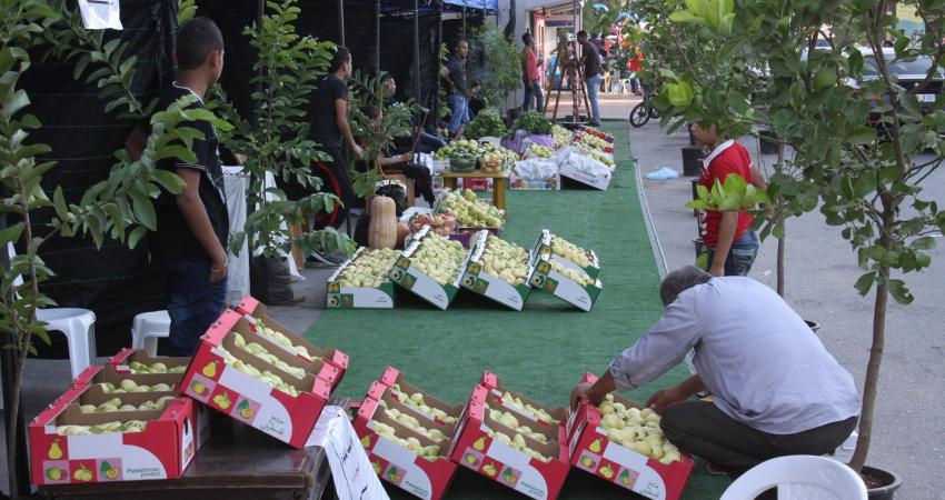 انطلاق "بازار قلقيلية للجوافة"