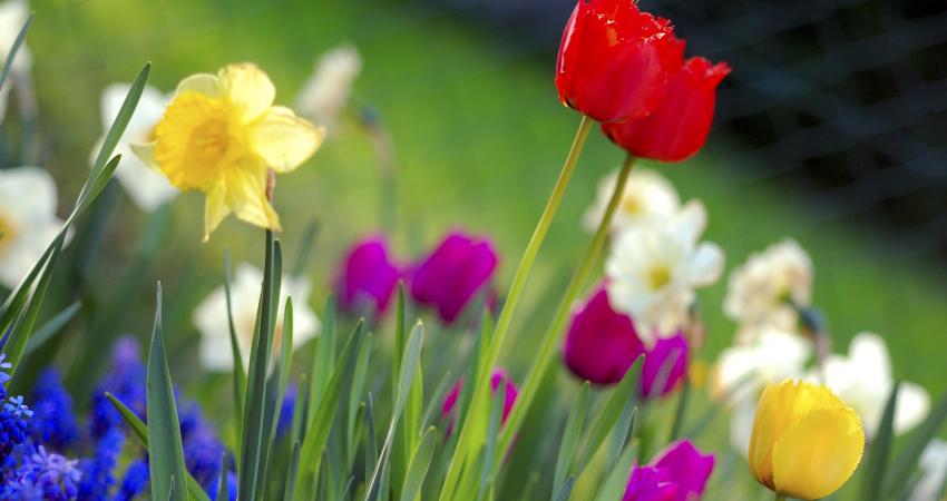Colorful_spring_garden