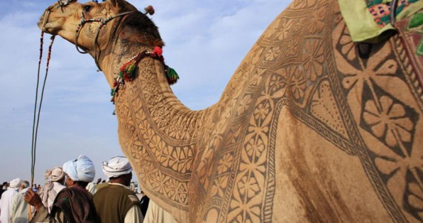 الهند.. جمل يفتك بصاحبه الذي تركه في الشمس طوال اليوم