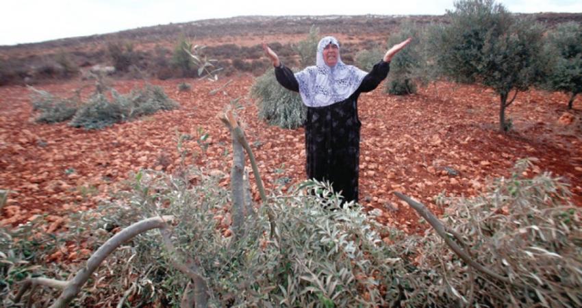 مستوطنون يقتلعون شجر زيتون برام الله
