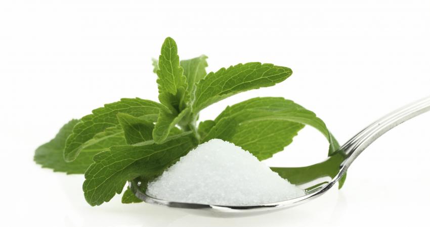 plant-stevia-suppliers