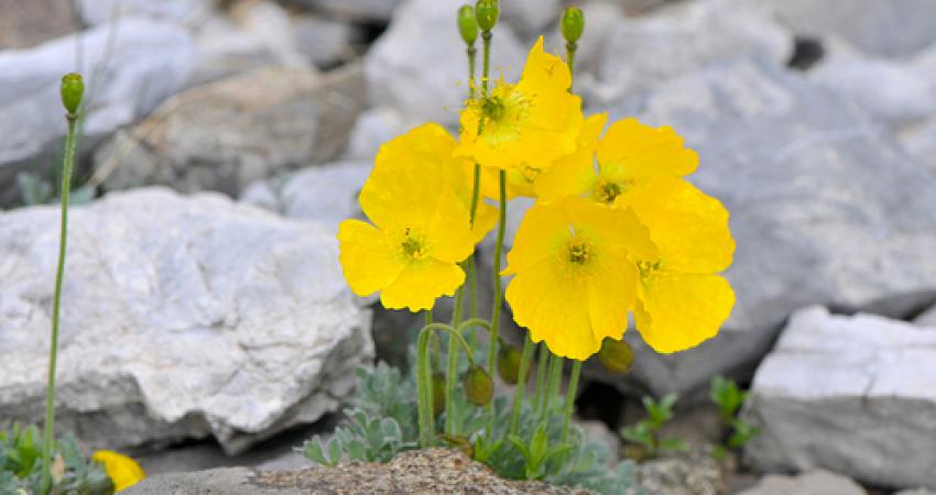 علماء: النباتات تسمع صوت الماء
