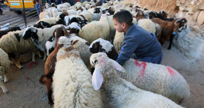 المفتي العام يؤكد على جواز التضحية بالأنعام المسمنة
