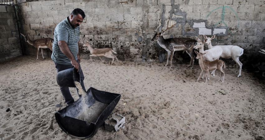 هواية منذ سنوات.. مواطن غزّي يربّي ستة غزلان