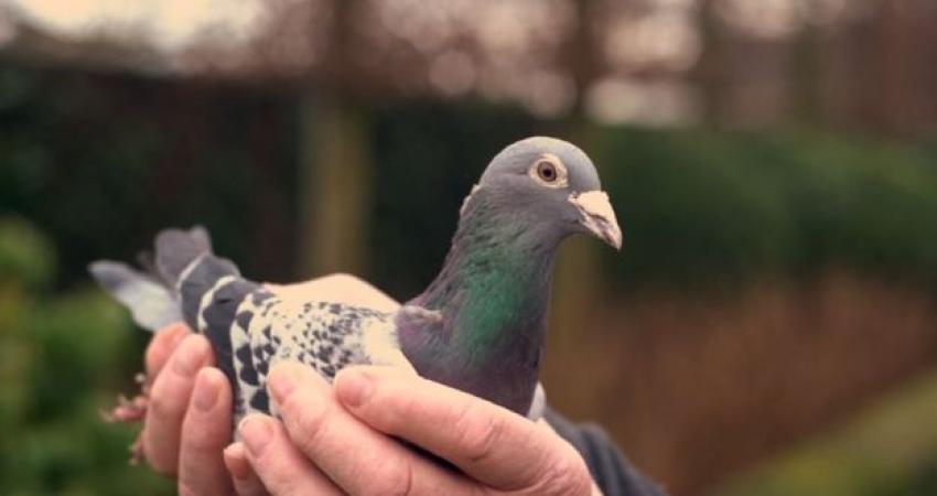 _106067051_pigeon4