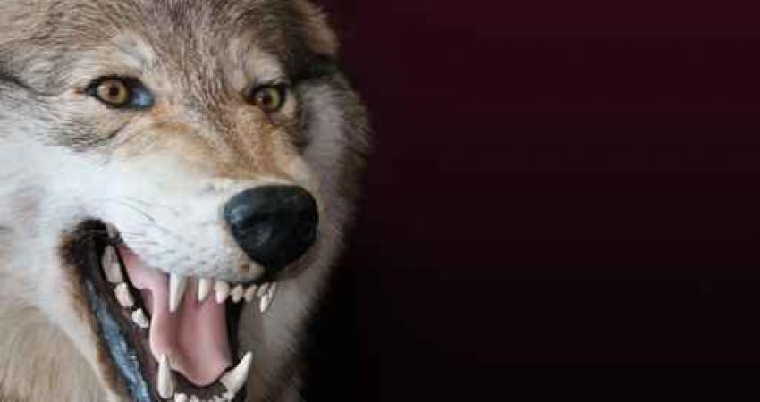 wolfذئب يهاجم طفلاً داخل مول شهير في السعودية!