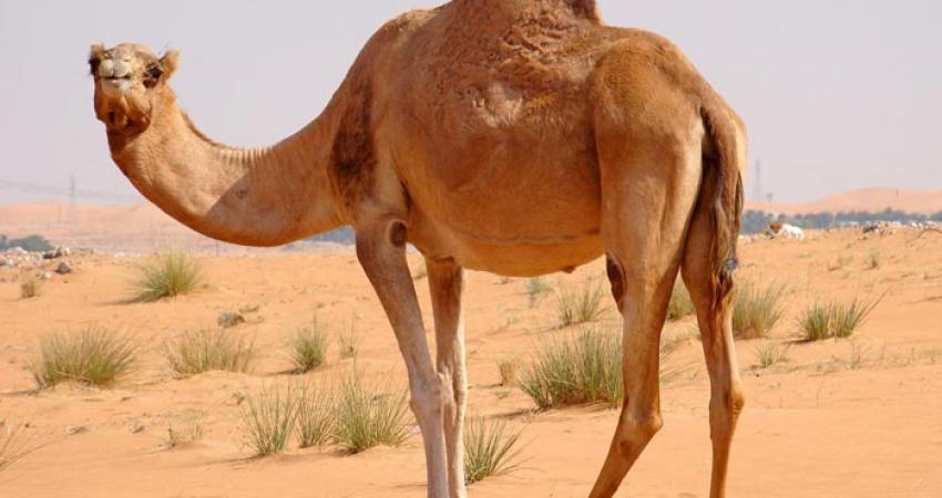 الجمل-في-المنام