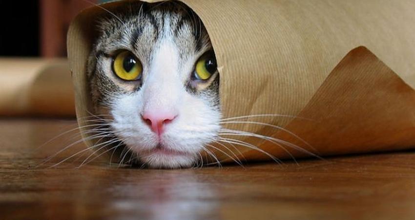 cute-funny-cat-sliping-paper