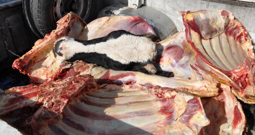 إتلاف لحوم فاسدة