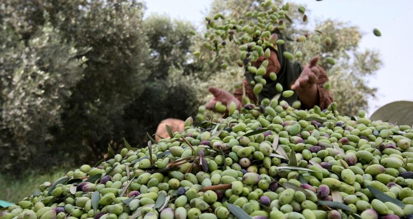 توقعات بأن تنتج قلقيلية (1400) طن زيت زيتون هذا العام