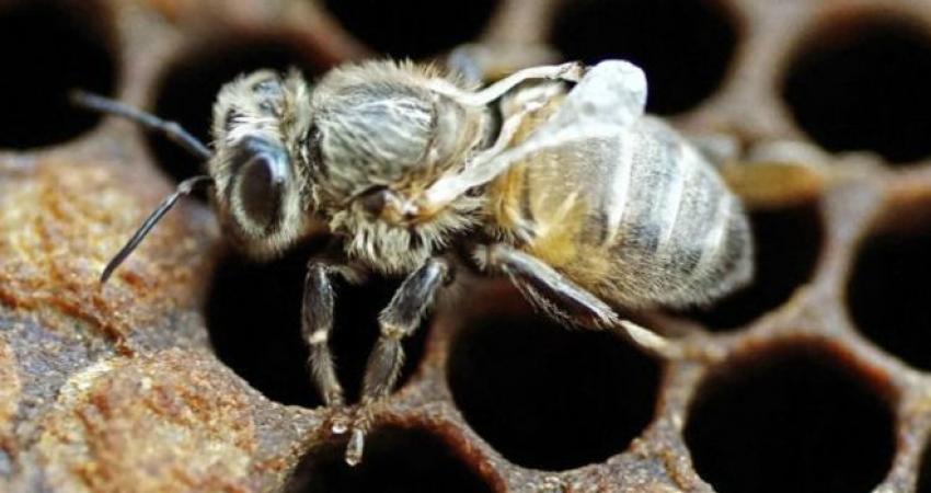 160205165939_bee_infected_virus_640x360_universityofhawaii_nocredit