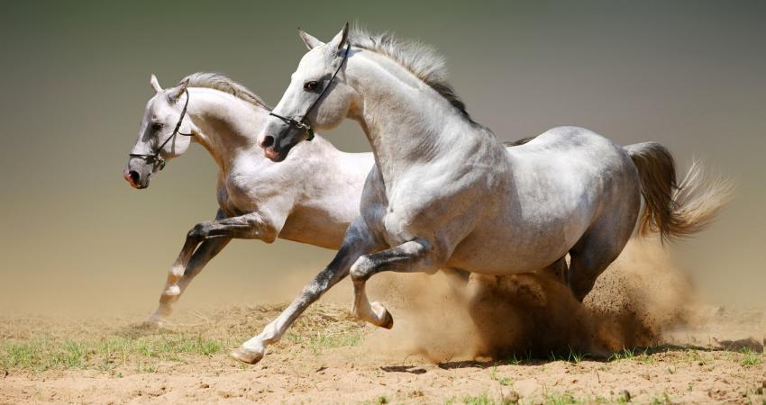 الخيل يمكن أن تتعلم التواصل مع البشر