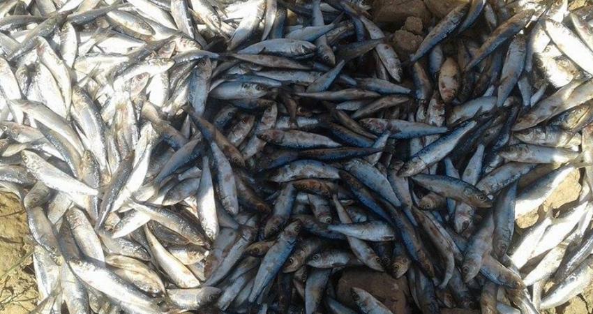 مباحث تموين الوسطى تضبط سمك "سردين" فاسد