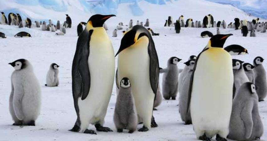 Emperor_Penguins_with_Chick_600