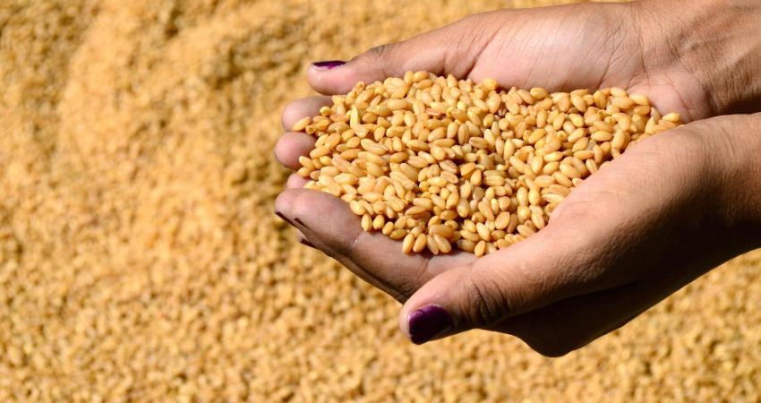 مصر تتوقف عن شراء القمح المحلي